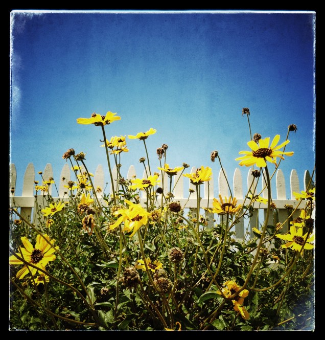 Cabrillo (Photo: CKirgiss)