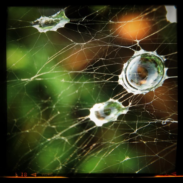 Morning dew (Photo: CKirgiss)