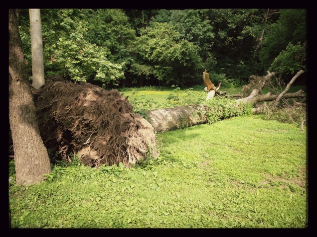 Unrooted (Photo: CKirgiss)