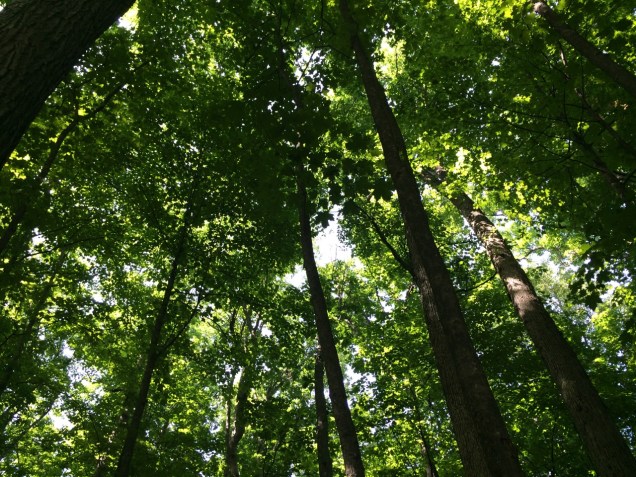 Clap your hands! Rustle with joy! (Photo: CKirgiss)