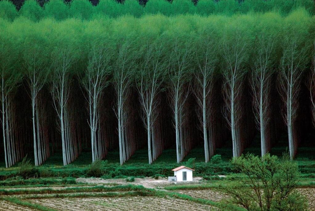 Tree farm